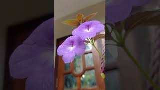 Achimenes flower plants garden flowers shortsvideo [upl. by Hadnama]