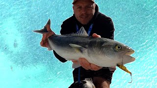 SHARKS ALL AROUND THE BOAT  Port Hacking Salmon Frenzy  Reel Fishing Episode 100 [upl. by Adnara869]