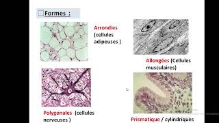 Cytologieبالعربية  1 Organisation generale de la cellule  Part 1 la cellule eucaryote [upl. by Sinnard]