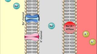 Thiazides Diuretics  Mechanism of action [upl. by Susie348]