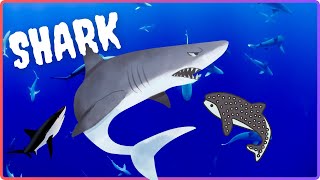 sharks for kids  Shark facts for children  Animal video for kids  shark [upl. by Naujit555]