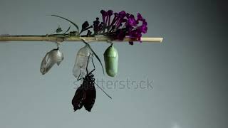 stock footage monarch butterfly danaus plexippus emerges from chrysalis white grey background [upl. by Sheena]