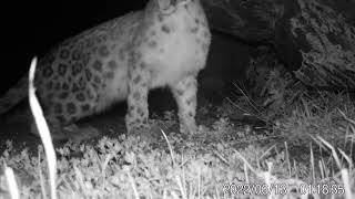 Snow Leopard clips from camera traps in Mongolia  June 2022 [upl. by John63]