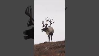 Mountain Caribou Hunt HardTruthsofConservation CabelaFamilyFoundation wildlife hunting [upl. by Marian]