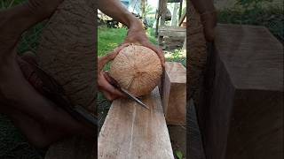 Giant coconut  how to remove coconut from Shell [upl. by Caiaphas223]