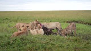 Marsh Pride of lions devour their buffalo kill Masai Mara Kenya [upl. by Cordell]