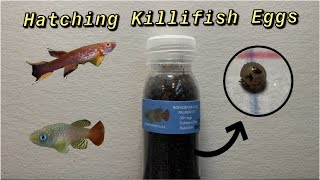 How to Hatch Killifish Eggs and Raise the Fry [upl. by Malinowski]