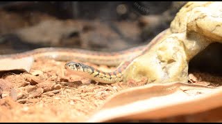 Garter Snake Care Guide 2022 Should you get one My pet and fun facts [upl. by Minica664]