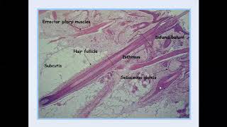 Lecture50 Introduction to Dermatopathology [upl. by Otsenre]