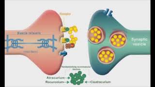 competitive neuromuscular blockers drmostafa fayez [upl. by Wynne140]