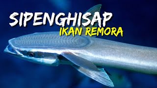 REMORA FISH  Ikan Remora [upl. by Idaf]