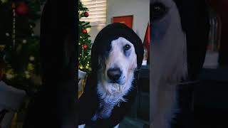 Merry Christmas from emo Masen dog christmas goldenretriever funny puppy fashiondogs [upl. by Nnaitsirhc279]