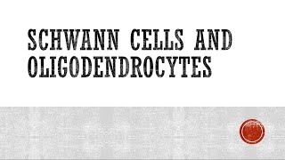 Schwann Cells and Oligodendrocytes [upl. by Noslrac]