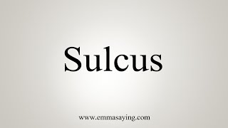 How To Say Sulcus [upl. by Staci]