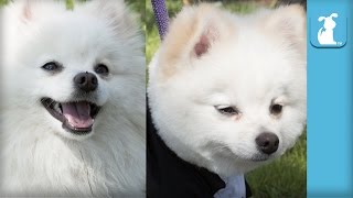 Fluffy Pomeranian Gets Boo Haircut  The Beauty of Pets [upl. by Kcirb]