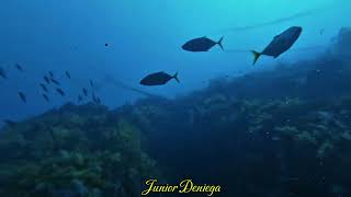 The Giant Trevallies Hunting The Banana Fusilier Fishes Pterocaesio PisangIn Moalboal Cebu🇵🇭 [upl. by Ymmor]