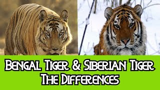 Bengal Tiger amp Siberian Tiger  The Differences [upl. by Ahsal]