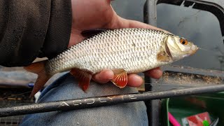 Waggler Float Fishing A Winter Surprise [upl. by Leivad]