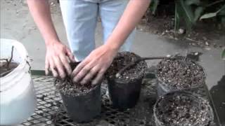 How to propagate comfrey [upl. by Aziaf]