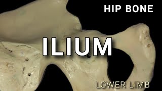 HIP BONE  ILIUM [upl. by Anneirda]