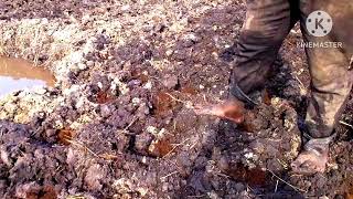 Applying manures in holes before transplanting cabbage [upl. by Annaeg]