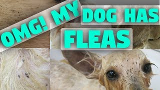 What to do about fleas and ticks [upl. by Akemak]