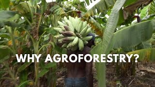 Agroforestry Video 1  Why Agroforestry [upl. by Esetal]