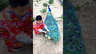 Great peacock bird peacock shorts bollywood hindisong [upl. by Ewald763]