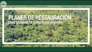 Planes de restauración para ampliar la cobertura vegetal [upl. by Grimbald]