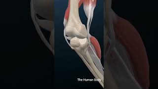 What Is Anterior Cruciate Ligament TearACL meded 3dmodel anatomy education 月経 [upl. by Aiza]