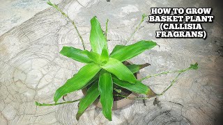 How to grow Basket Plant  Callisia Fragrans propagation [upl. by Adnilrem]