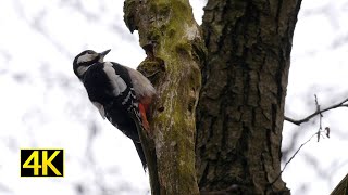 Buntspecht beim Trommeln drumming great spotted woodpecker 4K [upl. by Draw807]