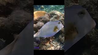 Amazing Trunkfish Roatán snorkel roatan Trunkfish [upl. by Angelo390]