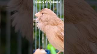 Canary Bird Singing Training [upl. by Clerissa532]