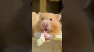 Can you tell what they’re munching on hamsters mukbang pets eatingshow animals [upl. by Akcimahs]