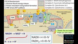 Electron Transport ChainStep by Step simple explanation  Biologyexams4u [upl. by Akcimat]