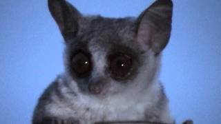 Lesser Bush baby quotSmall night predatorquot  Galagone minore quotPiccolo predatore notturnoquot [upl. by Ase]