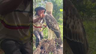 A man play with eagle on a stump tree part 02 fowling davidwood johnbadham petercincotti bird [upl. by Holmann]