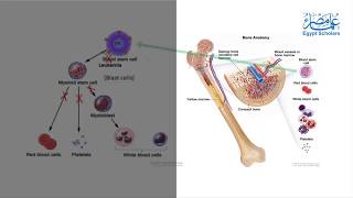 Daunorubicin Liposomes For Leukemia Treatment [upl. by Chantalle]