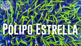 ¡Hablemos sobre Pólipo Estrella [upl. by Arella]