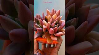 Dashain ko lagi k k tayari garnu vayo ta 🦚🎍🌹trending garden flowers viralvideo shorts love [upl. by Fai228]