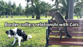 My border collie’s relationship with cats [upl. by Llenyar]