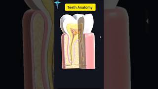 Teeth anatomy shorts viral anatomy [upl. by Viafore]