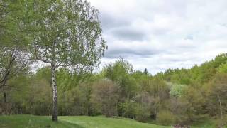 Sound of Birch Tree Swaying in the Wind 1 Hour  Relaxing Sound of Wind and Birds Singing [upl. by Nuawd55]