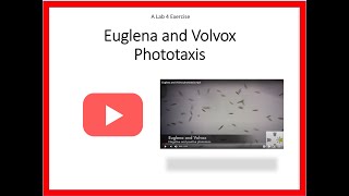 Euglena and Volvox Phototaxis [upl. by Sivrahc236]