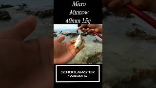 microfishing saltwaterfish snapper fishing caymanisland inshorefishing [upl. by Llevel]