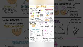 Enzymes biology and physiology [upl. by Gambell441]