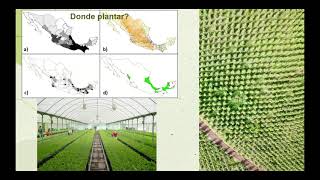 Ubicación y manejo de plantaciones forestales con la mejor ciencia disponible [upl. by Worra]