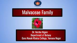 Malvaceae Family Taxonomic description  Dr Varsha Nigam [upl. by Elvina611]