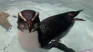 Fiordland Penguin rescue [upl. by Nytsirk720]